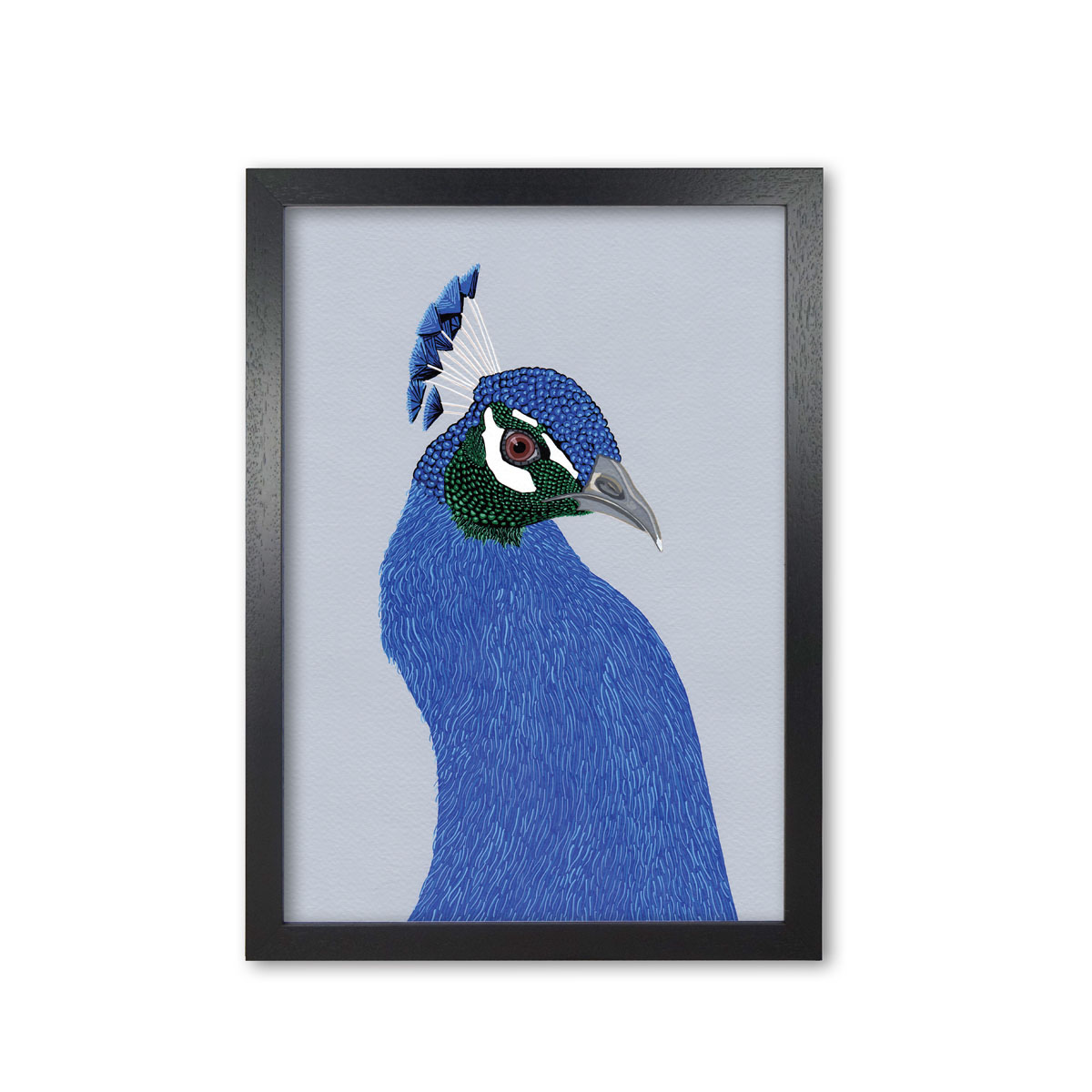 Peacock Bird Head Mounted And Framed Print