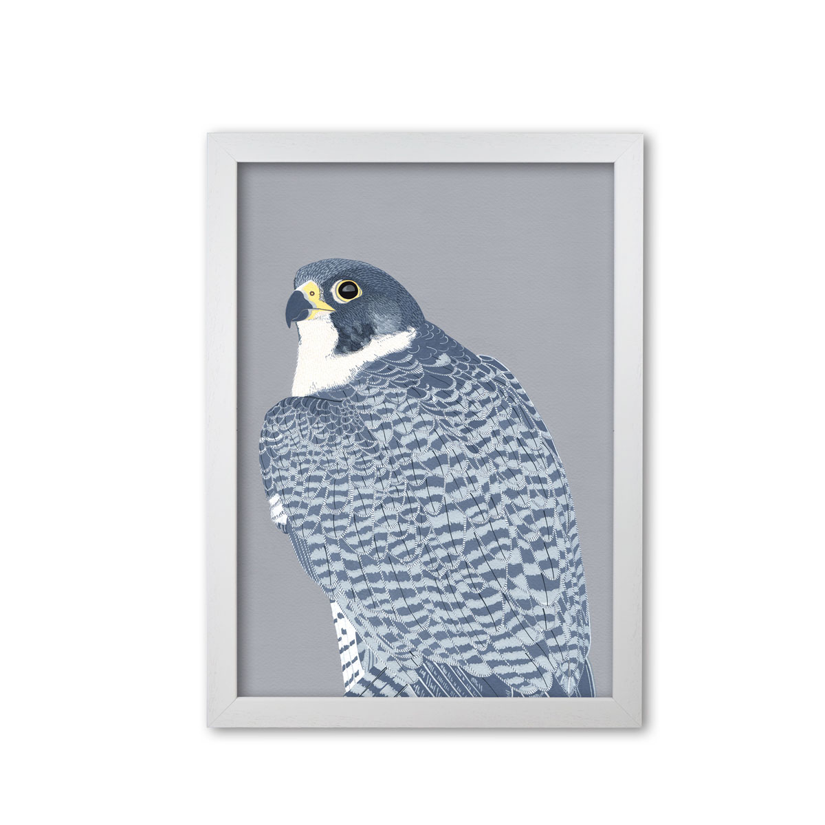 Peregrine Falcon Bird Head Mounted And Framed Print